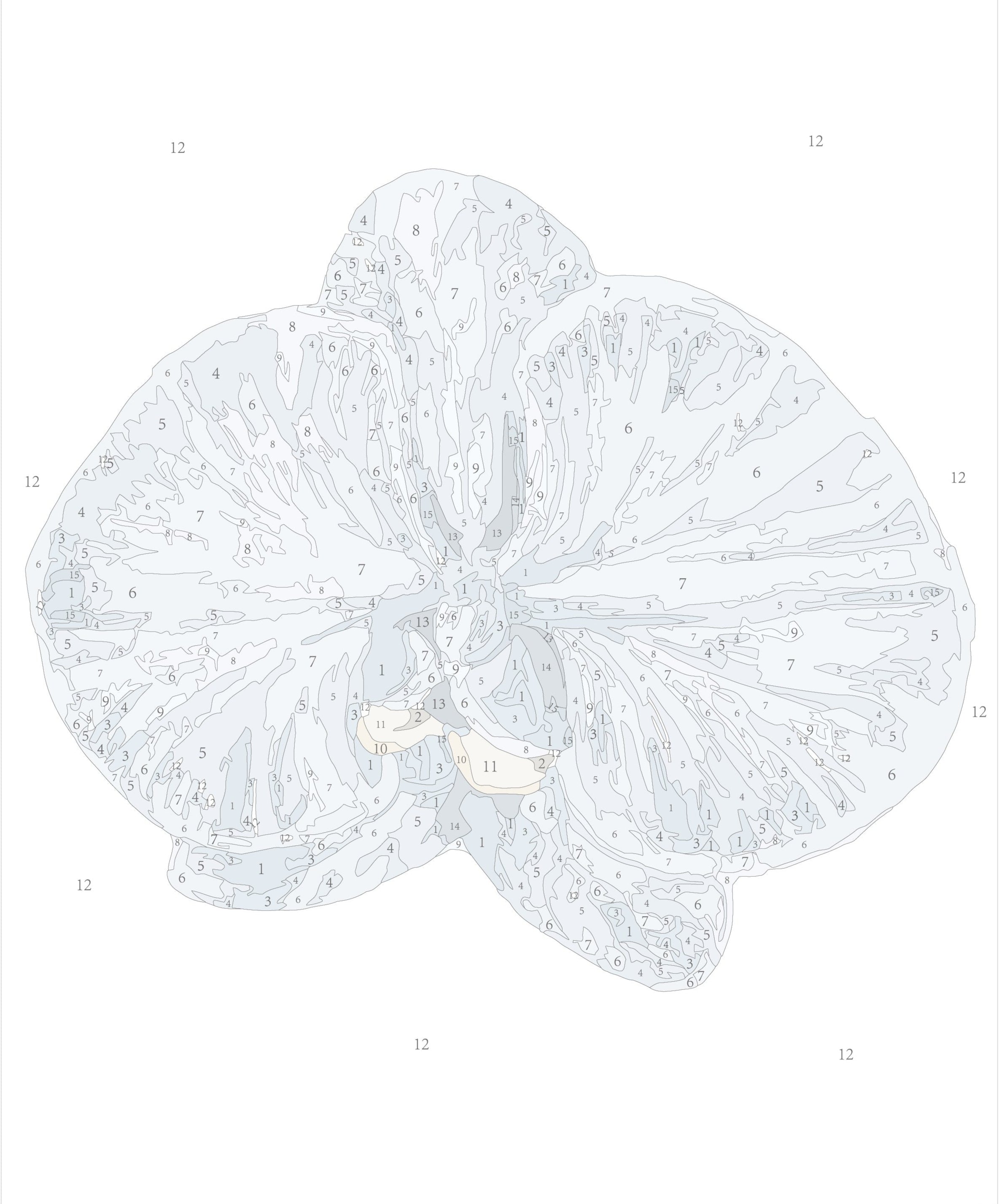 Orchid III (Mini Rolled)