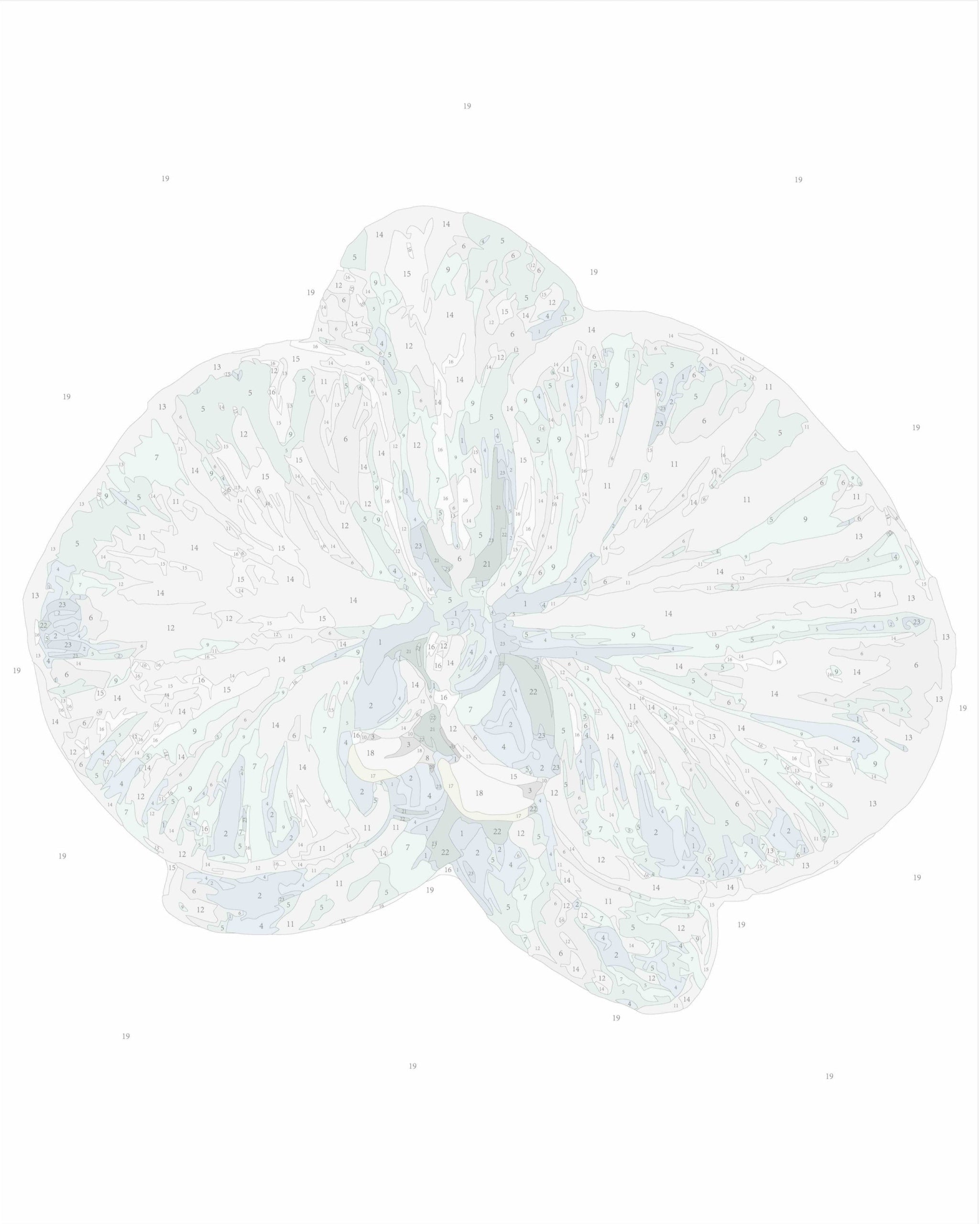 Orchid III (Rolled)